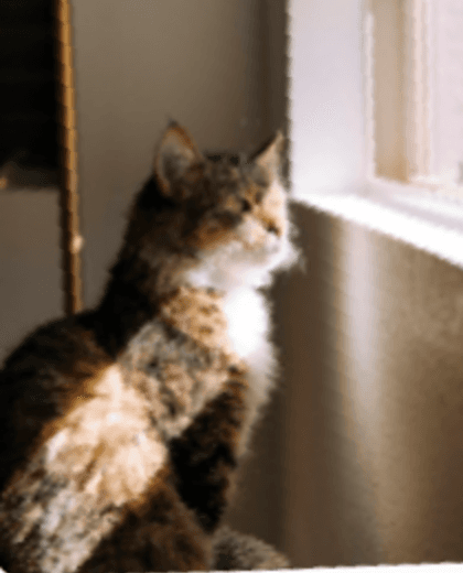 A cat sitting in a sunlit room