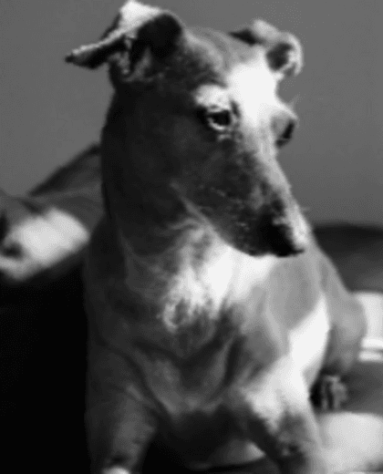 A dog resting at home